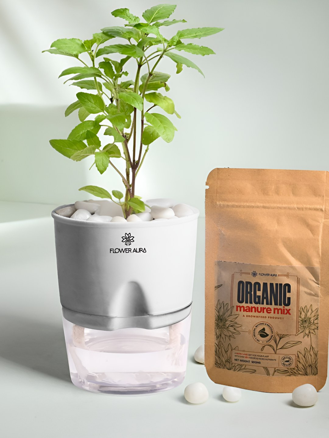 Floweraura  Indoor Tulsi Plant In White Self Watering Pot With Manure