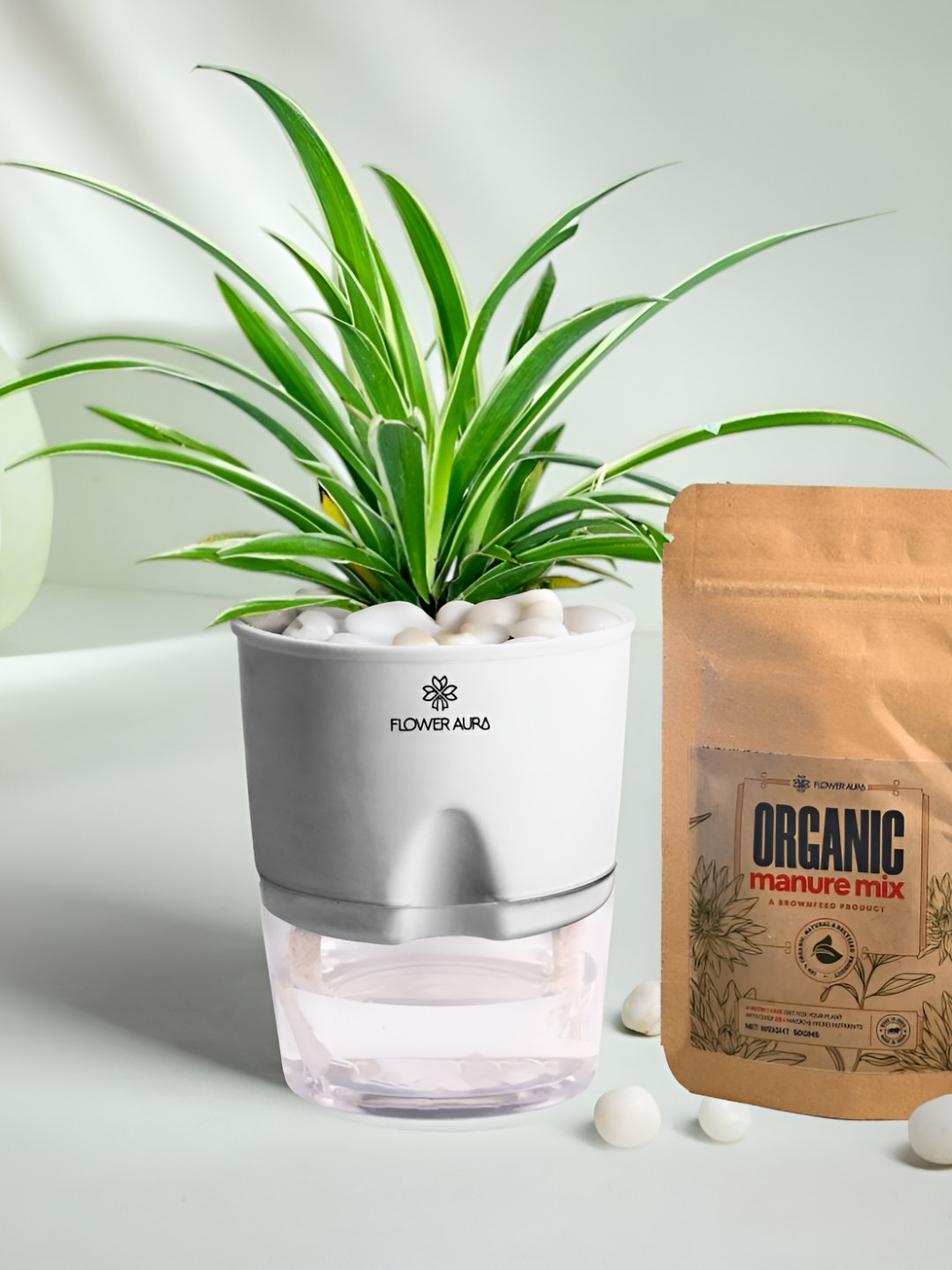 Floweraura Green Air Purifying Indoor Spider LivePlantsWithPots