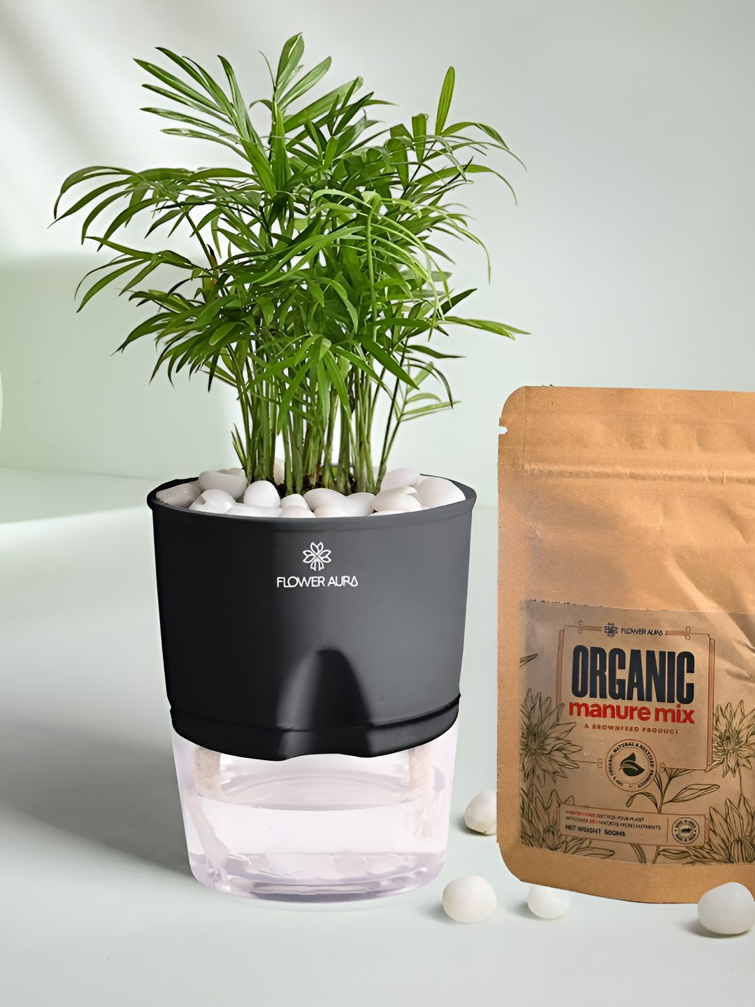 Floweraura Green & White Air Purify Indoor Chamaedorea Plant & Self Watering Pot & Manure