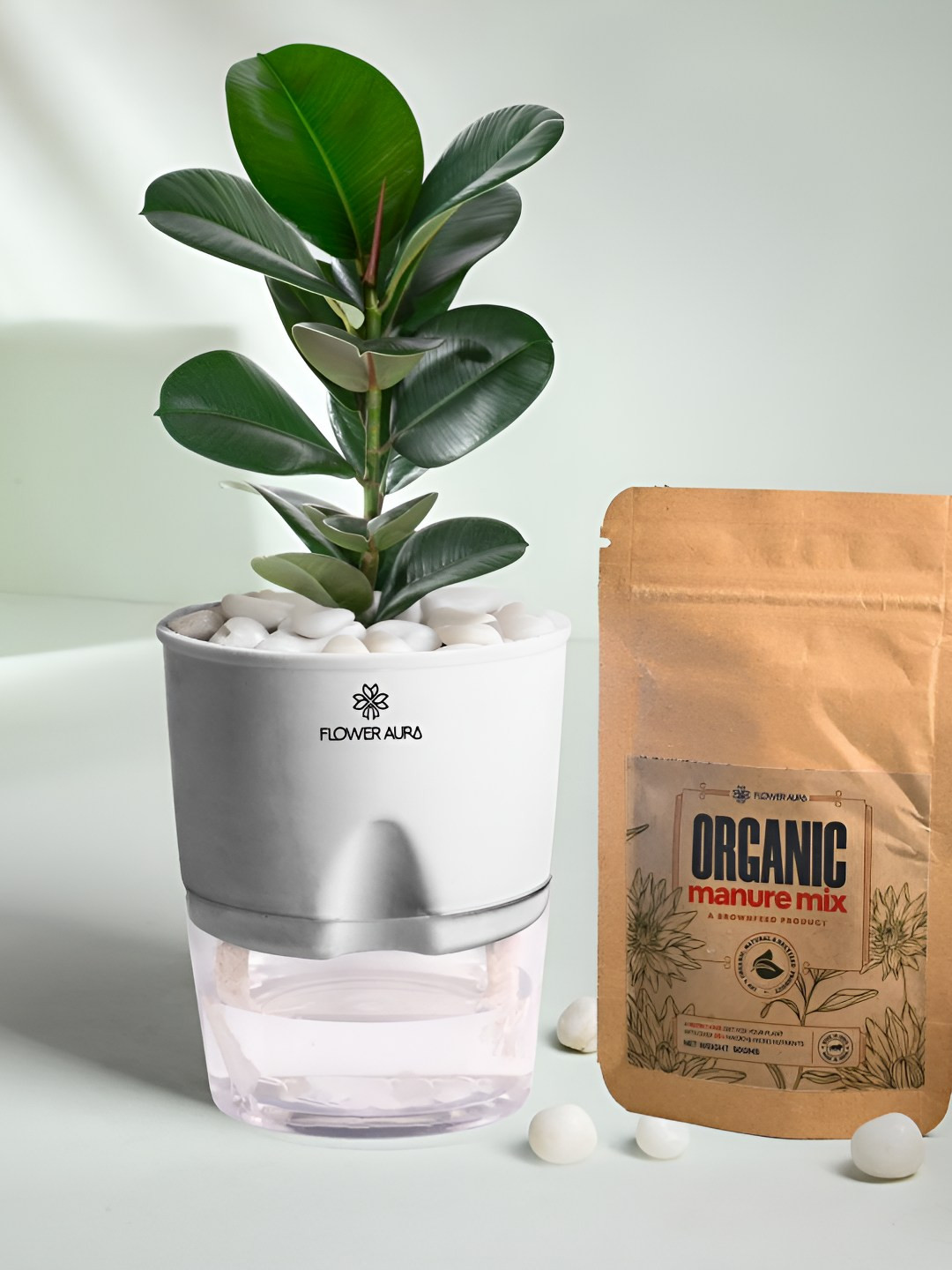 Floweraura Green Air Purifying Indoor Rubber LivePlants