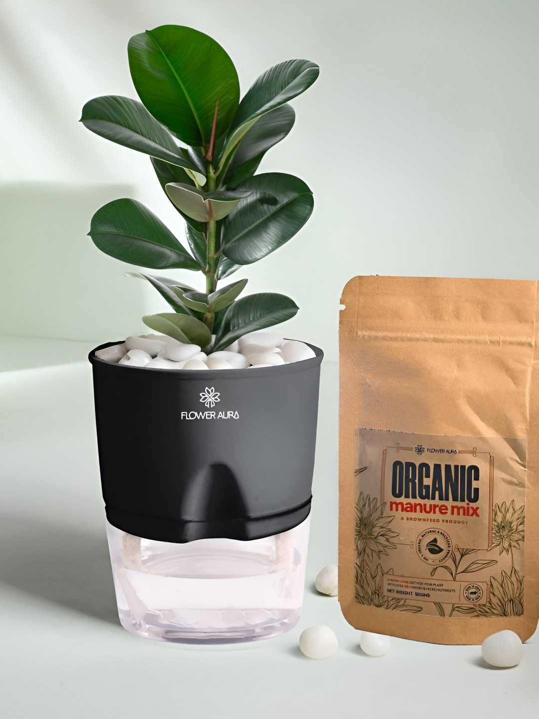 Floweraura Air Purify Indoor Rubber Plant In Self Watering Pot With Manure