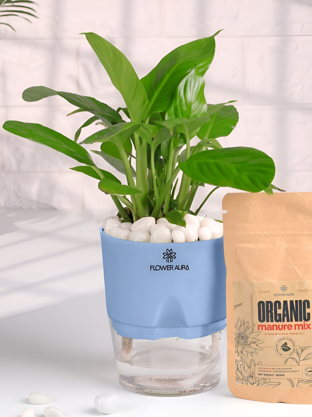 Floweraura Blue Air Purifying Indoor Lily LivePlantsWithPots