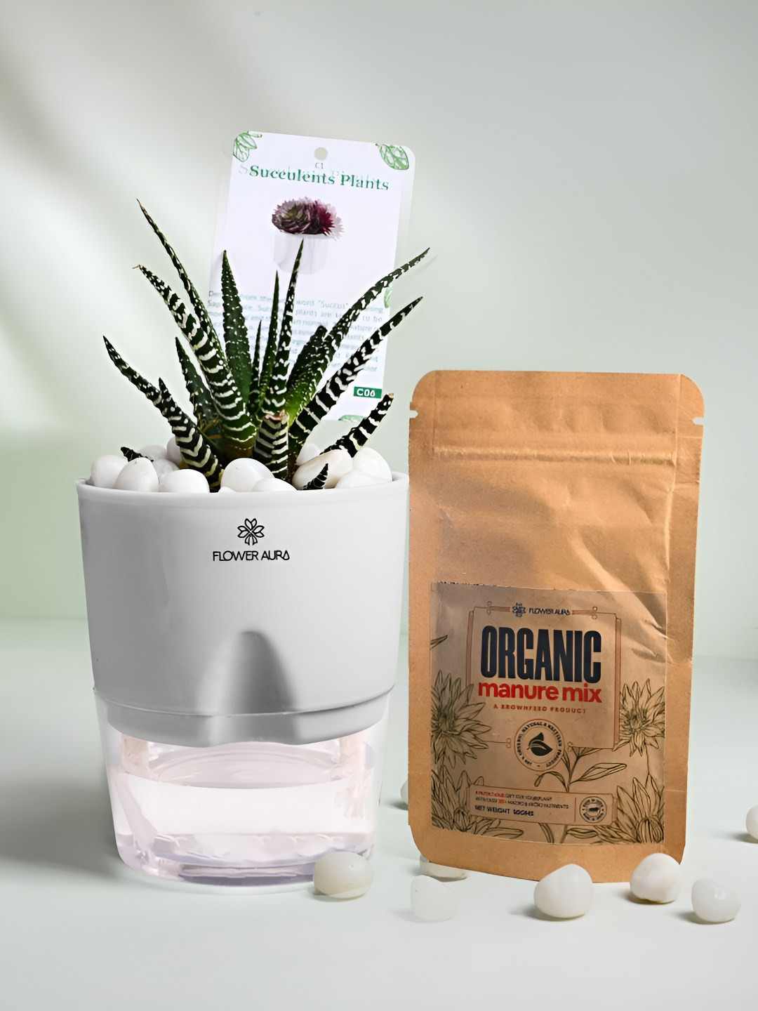 Floweraura Air Purifying Indoor Haworthia Plant With Self Watering Pot & Manure- 3.93 Inch