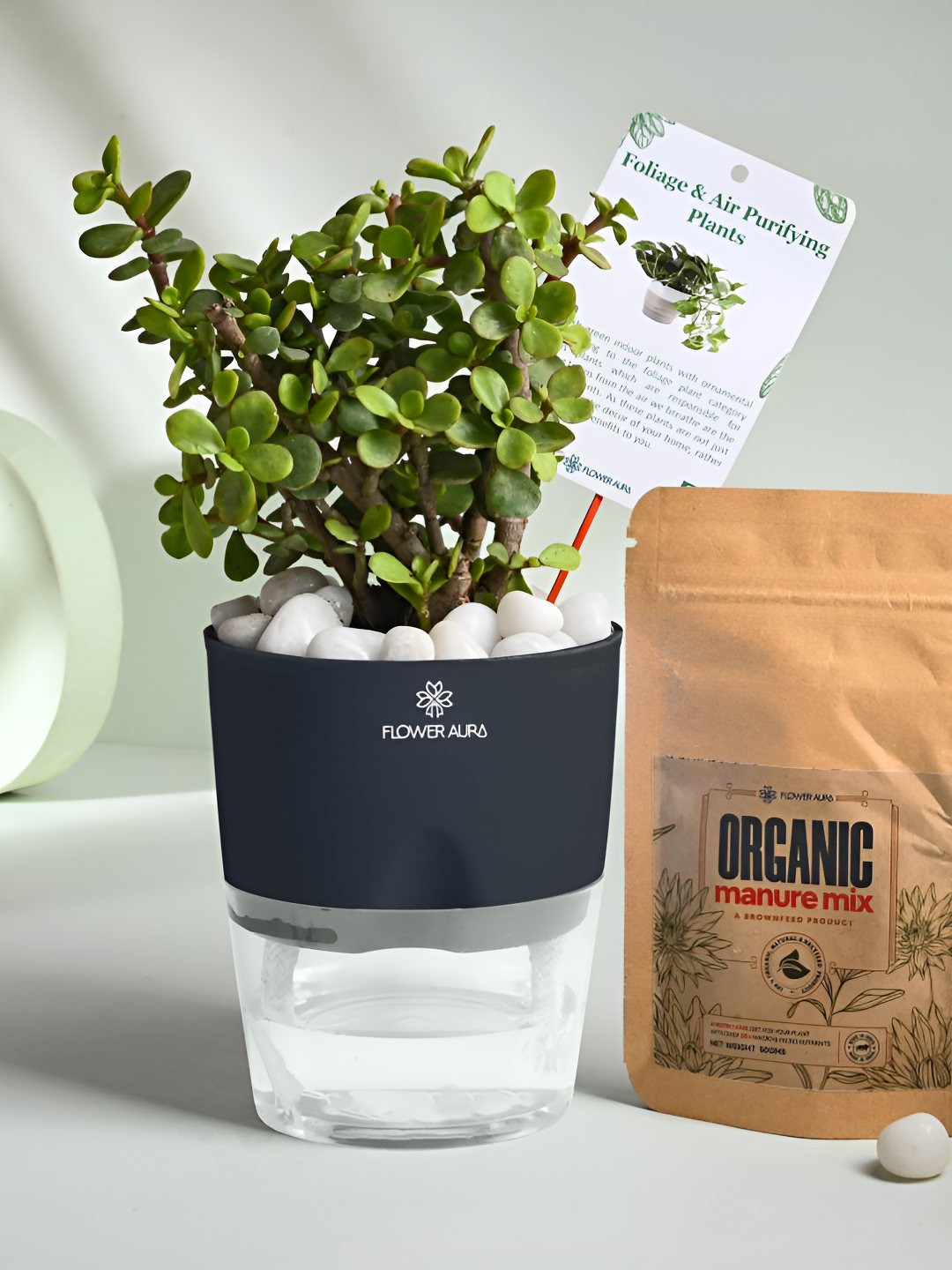 Floweraura Air Purify Indoor Good Luck Jade Plant In Self Watering Pot With Manure