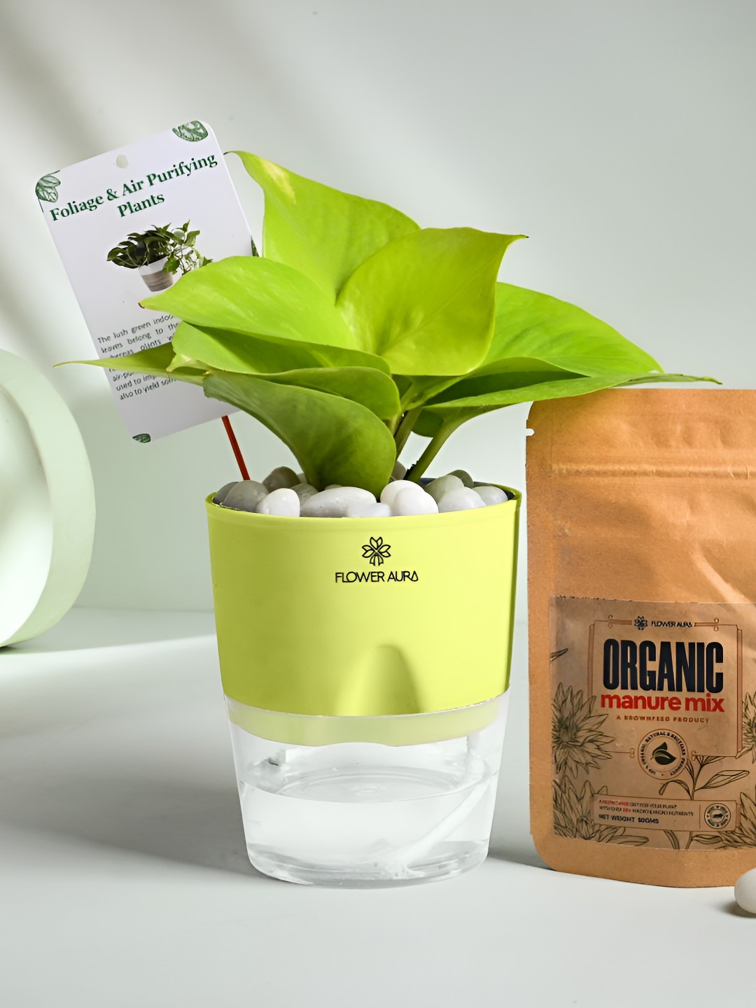 Floweraura Green Air Purifying Indoor LiveLucky Money Plant WithPots