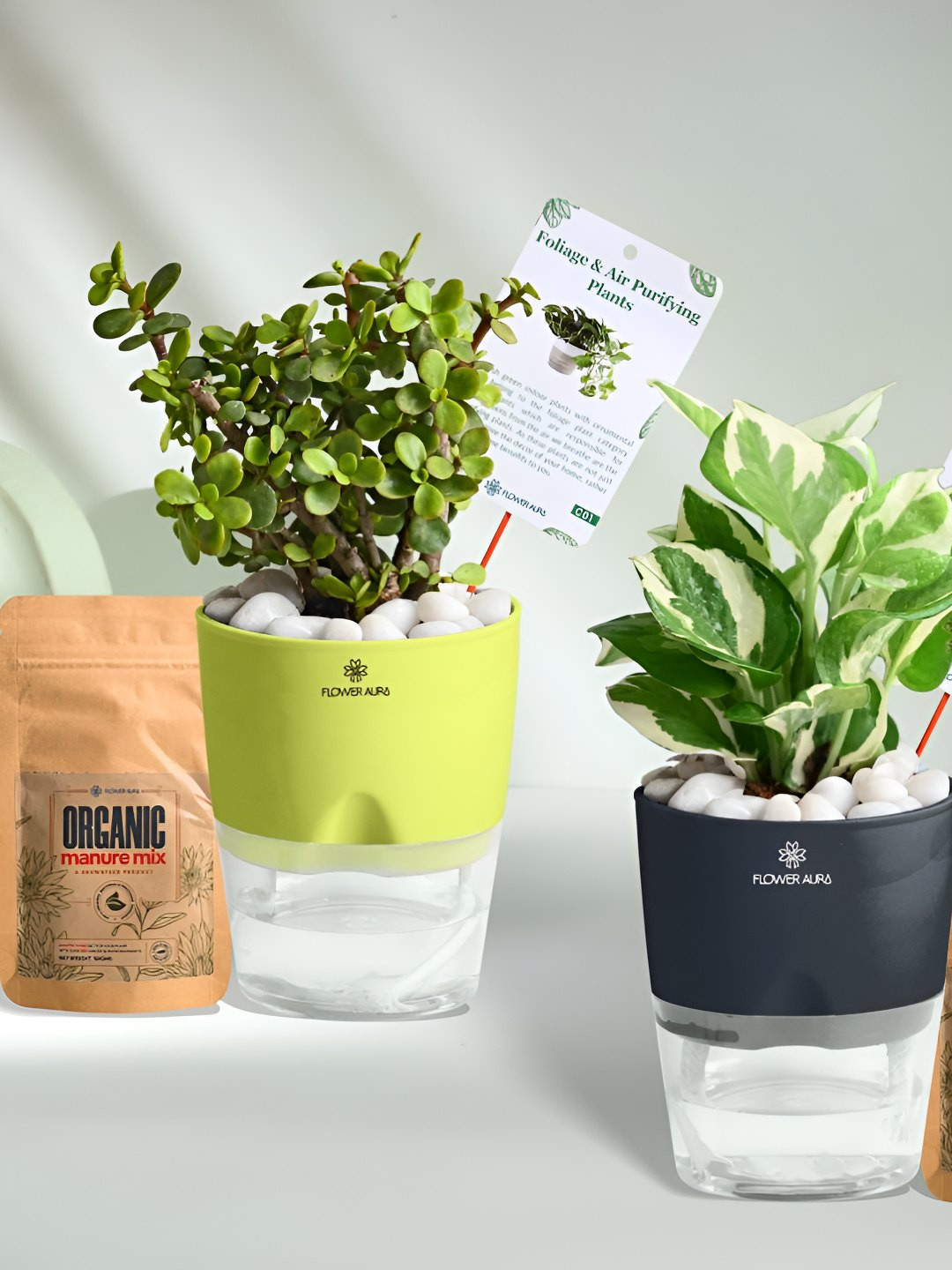 Floweraura Set Of 2 Green & White Indoor Pothos & Jade Plants & Pots With Manures