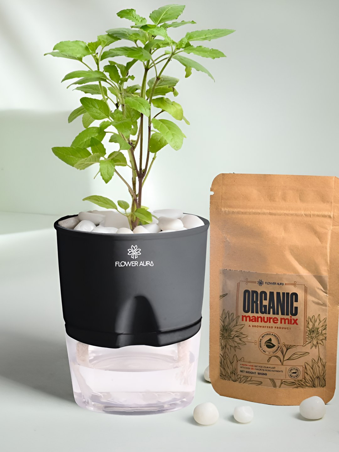 Floweraura Indoor Tulsi Live Plant With Pot & Manure