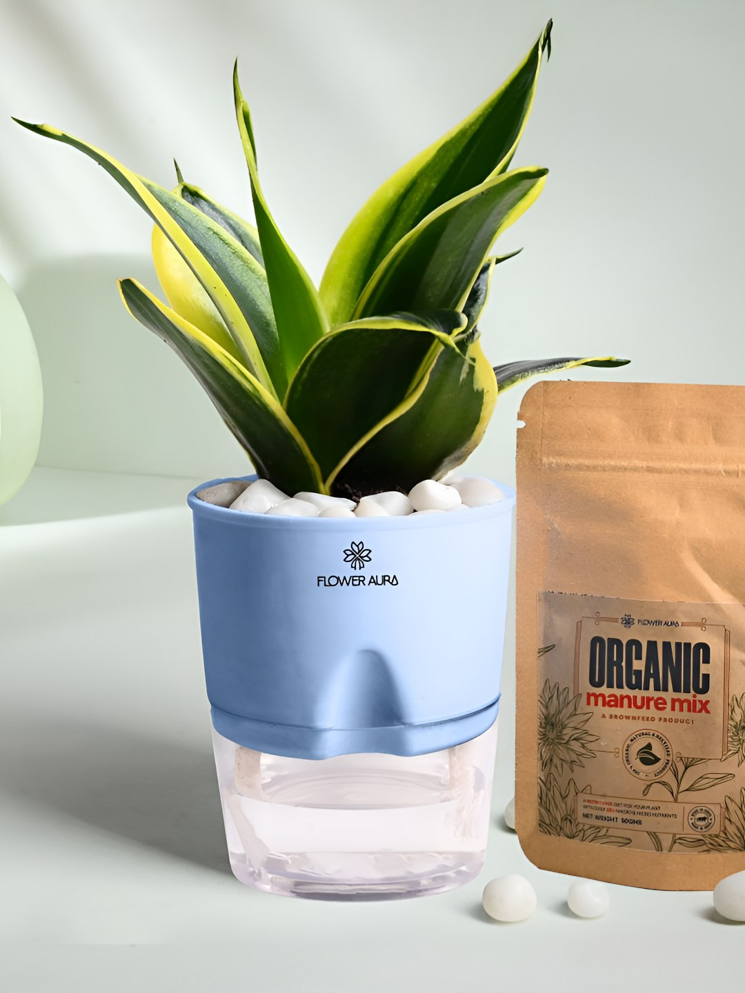 Floweraura Green & Blue Air Purify Indoor Sansevieria Plant & Self Watering Pot & Manure