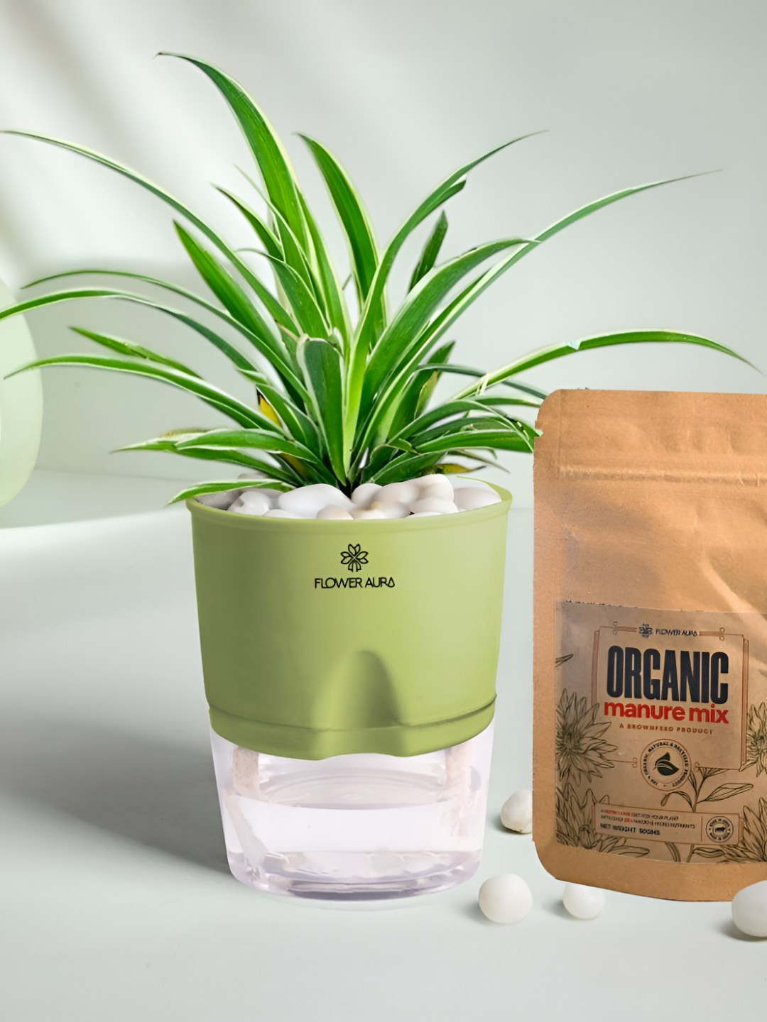 Floweraura Green Air Purifying Indoor Spider LivePlants With Pots