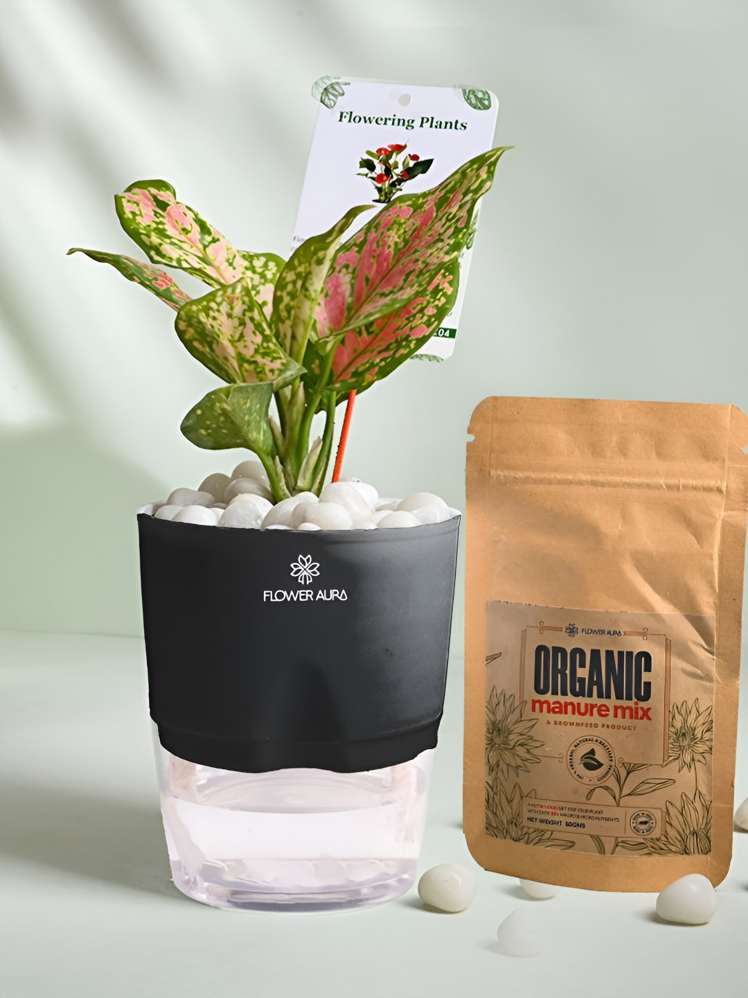 Floweraura Pink & Black Air Purifying Indoor Aglaonema LivePlantsWithPots