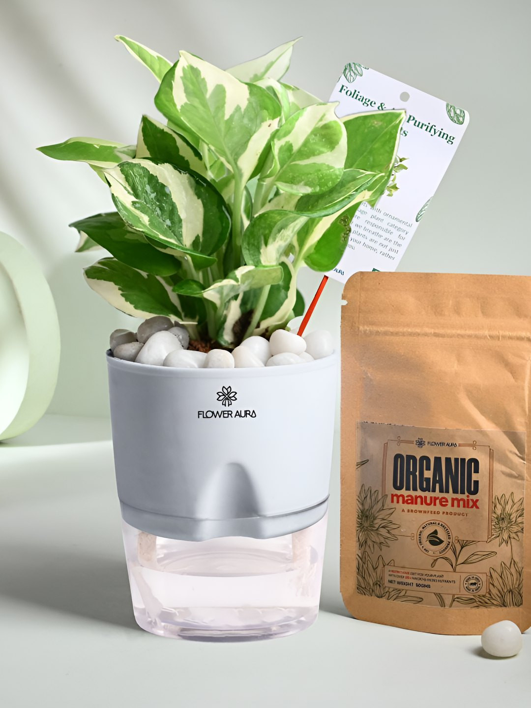 Floweraura White Air Purifying Indoor Pothos LivePlantsWithPots