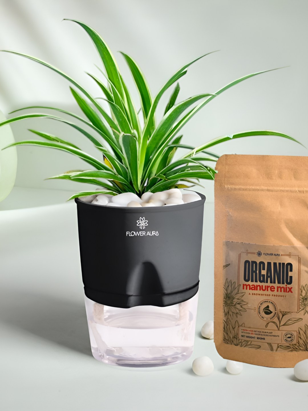 Floweraura Indoor Spider Plant Self Watering Pot With Manure