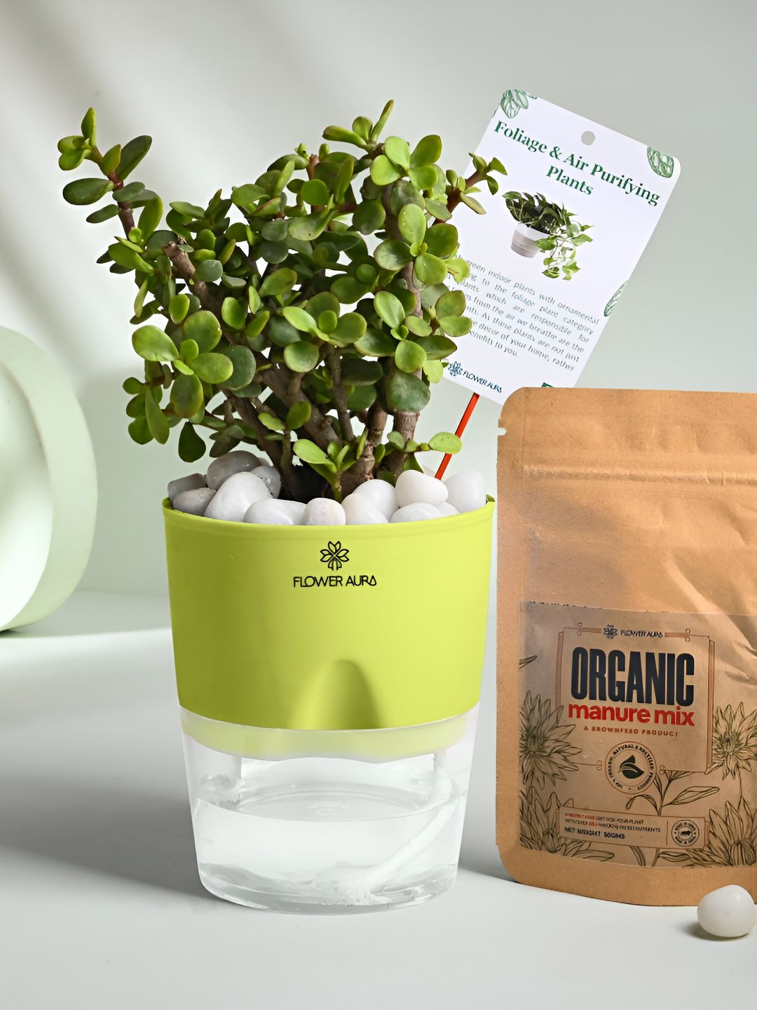 Floweraura Green Air Purify Indoor Jade Plant & Self Watering Pot With Manure