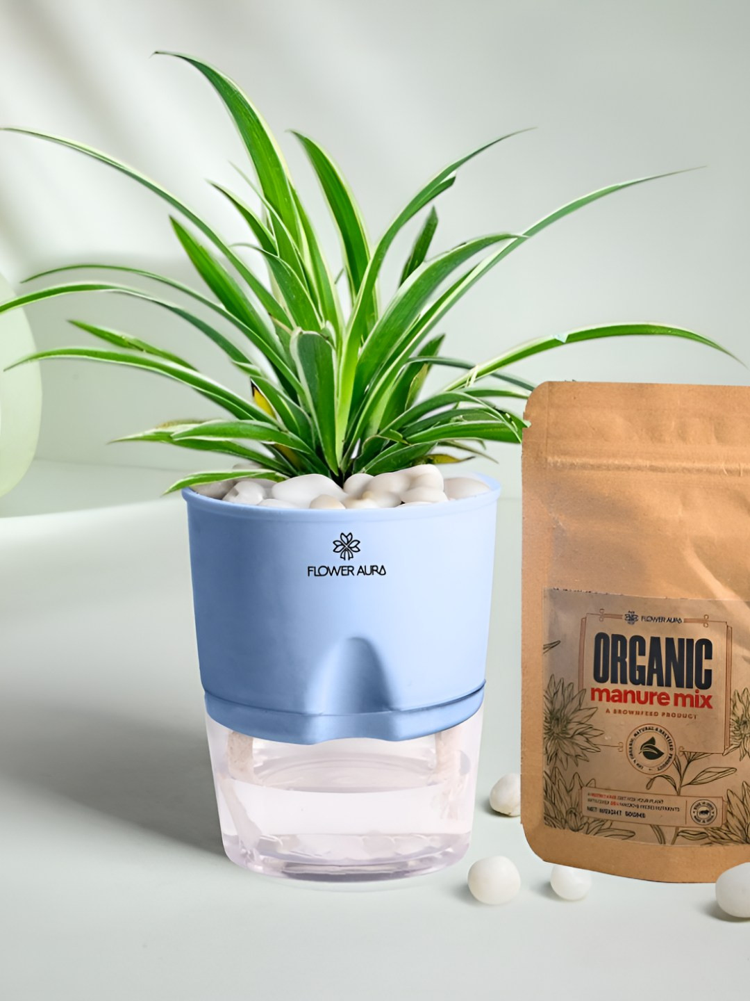 Floweraura Indoor Spider Plant Self Watering Pot With Manure