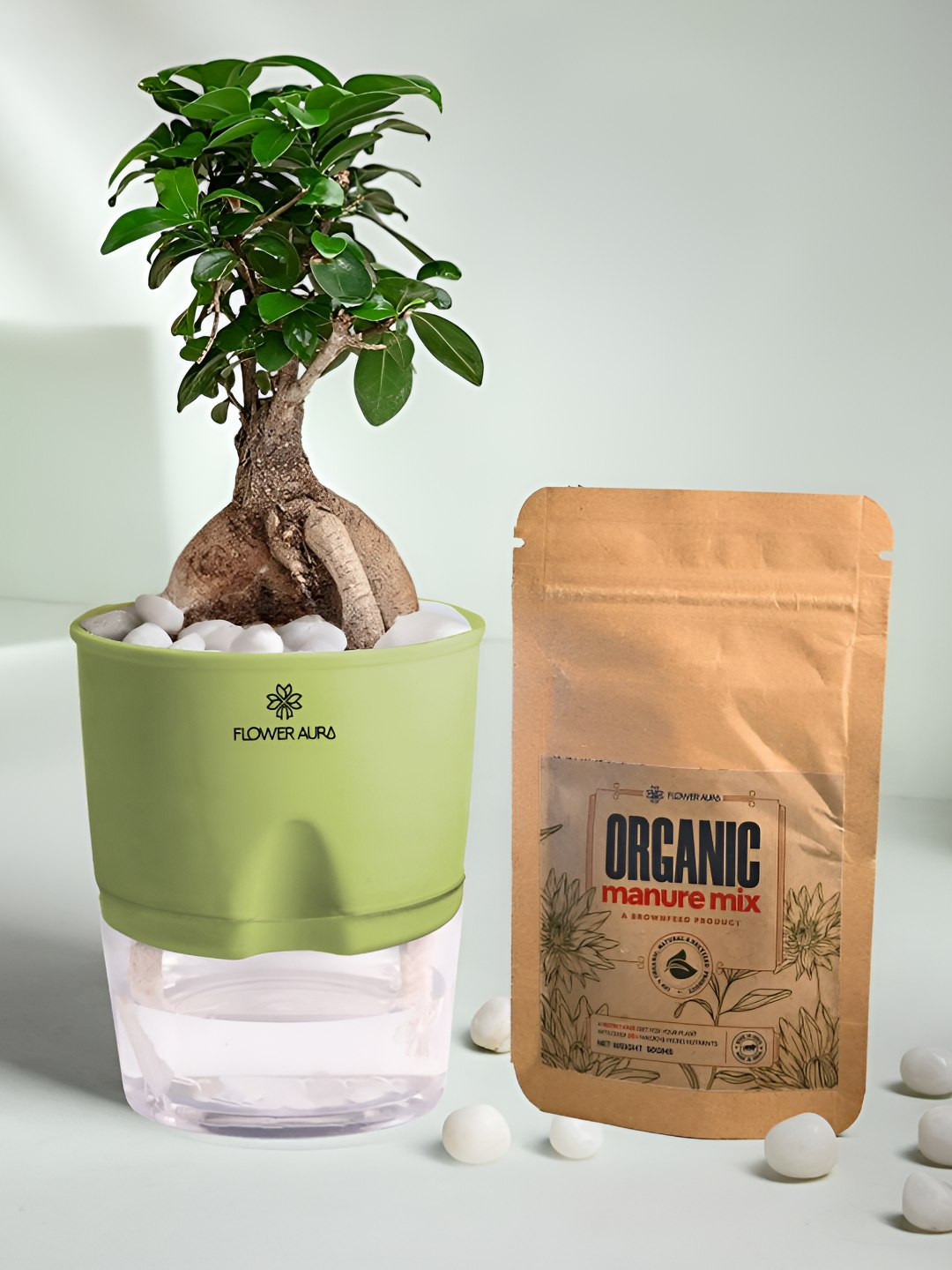 Floweraura Green Air Purifying Indoor Ficus Bonsai LivePlantsWithPots