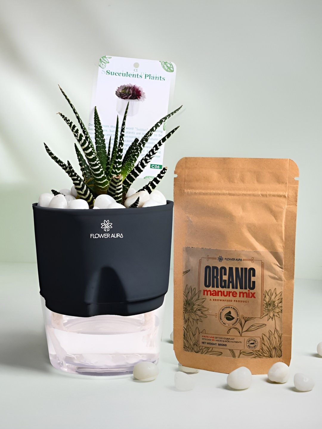 Floweraura Black Air Purifying Indoor Haworthia LivePlantsWithPots