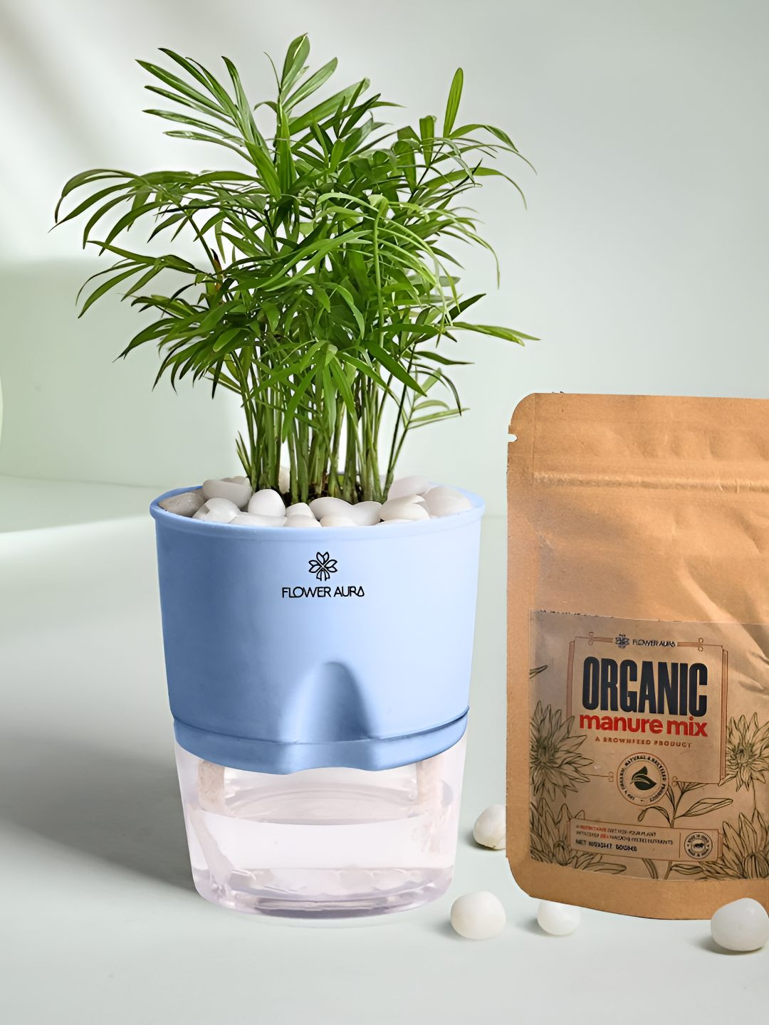 Floweraura Blue Air Purifying Indoor Chamaedorea LivePlantsWithPots