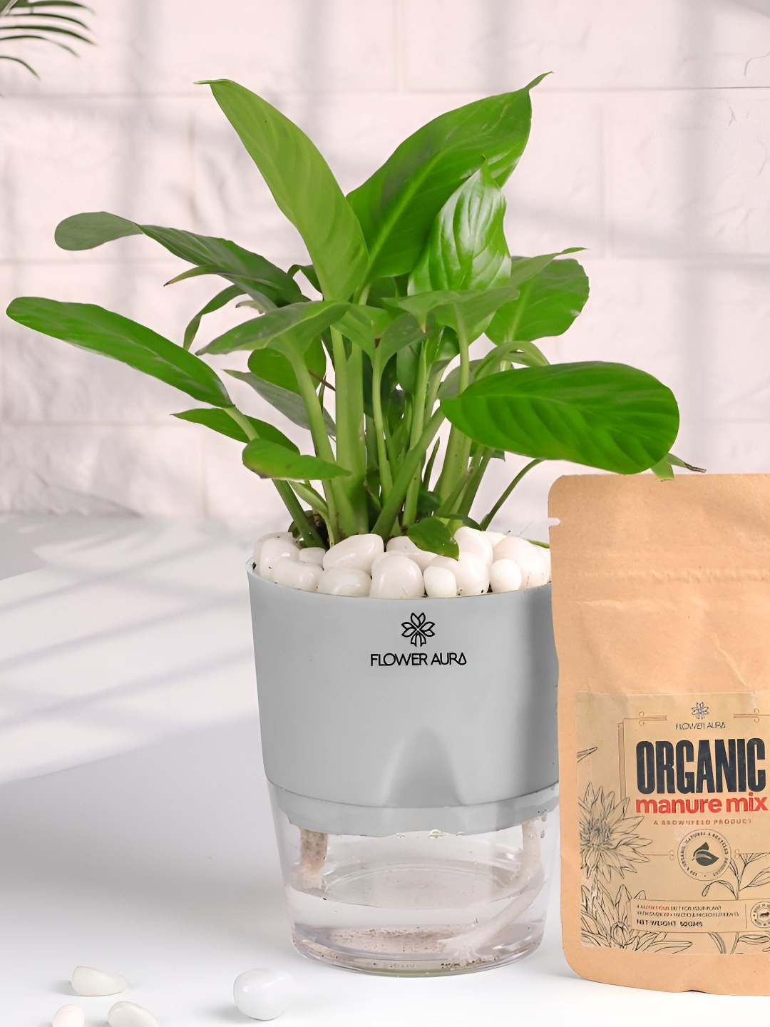 Floweraura White Air Purifying Indoor Lily LivePlantsWithPots