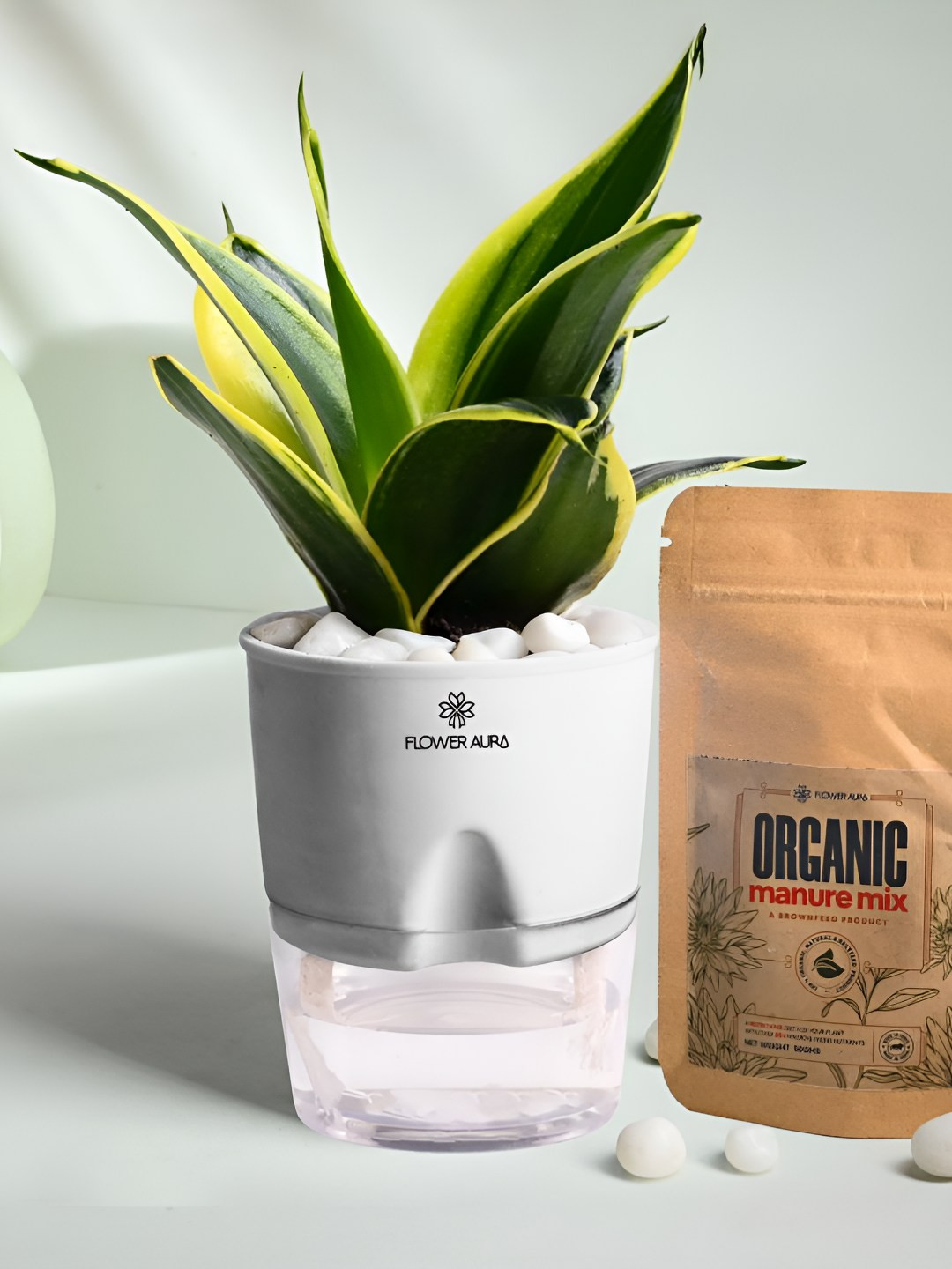 Floweraura White & Green Air Purifying Indoor Sansevieria LivePlantsWithPots