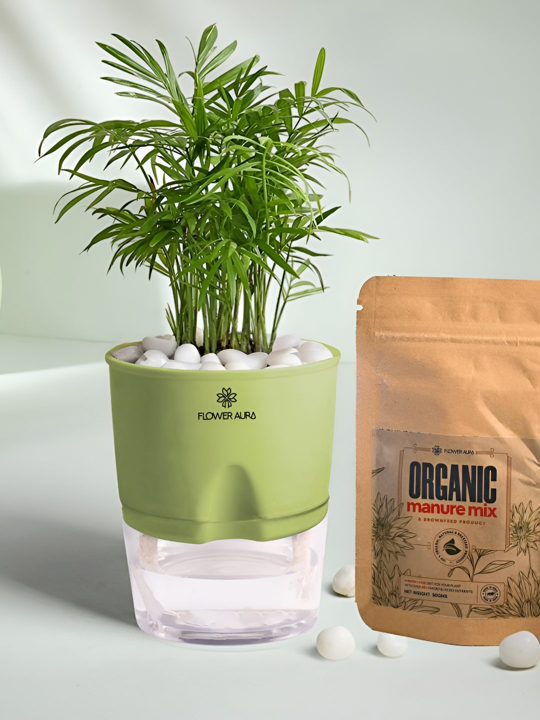 Floweraura Air Purify Indoor Chamaedorea Plant In Self Watering Pot With Manure