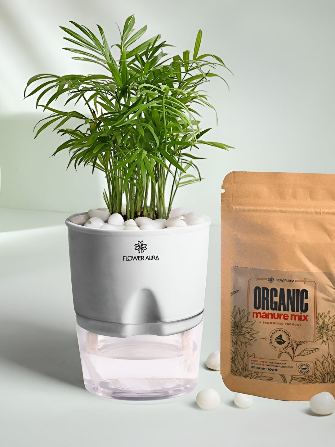 Floweraura Air Purifying Indoor Chamaedorea Plant With Self Watering Pot - 3.93 Inches