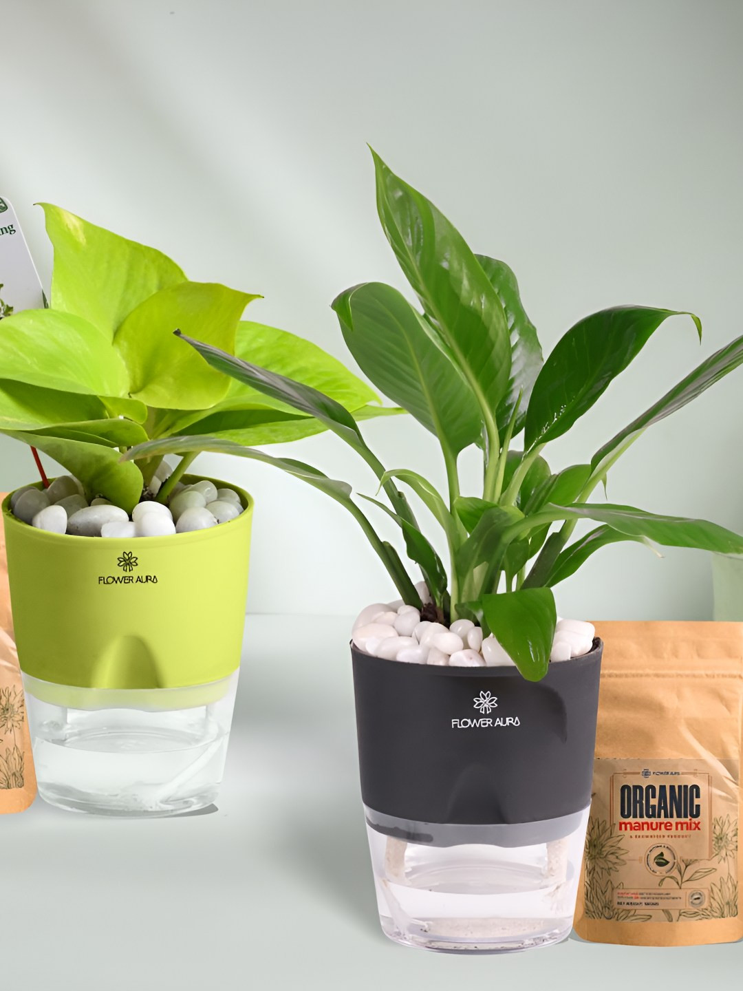 Floweraura Set Of 2 Money & Peace Lily Indoor Plants Self Watering Pots With Manure