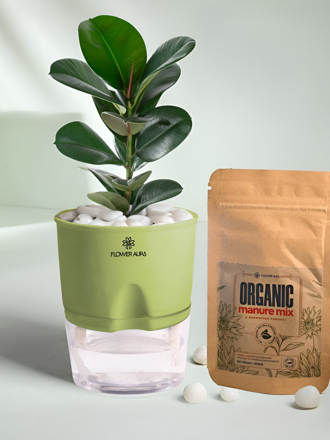 Floweraura Indoor Rubber Live Plant With Pot & Manure