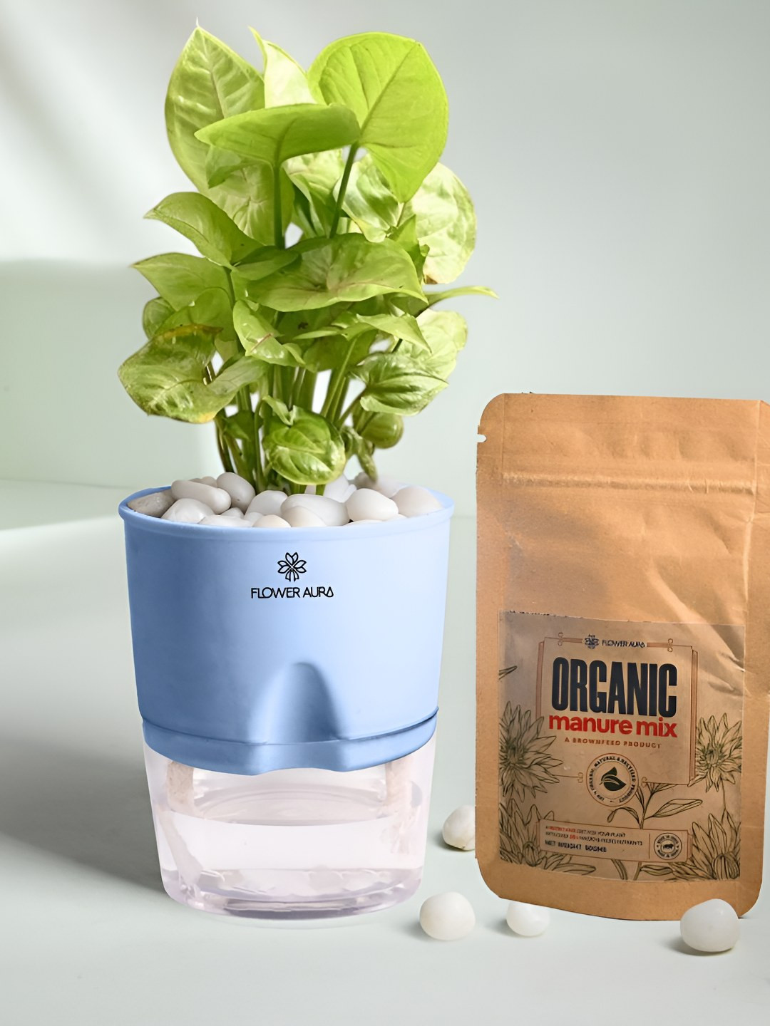 Floweraura Air Purify Indoor Syngonium Plant In Self Watering Pot With Manure