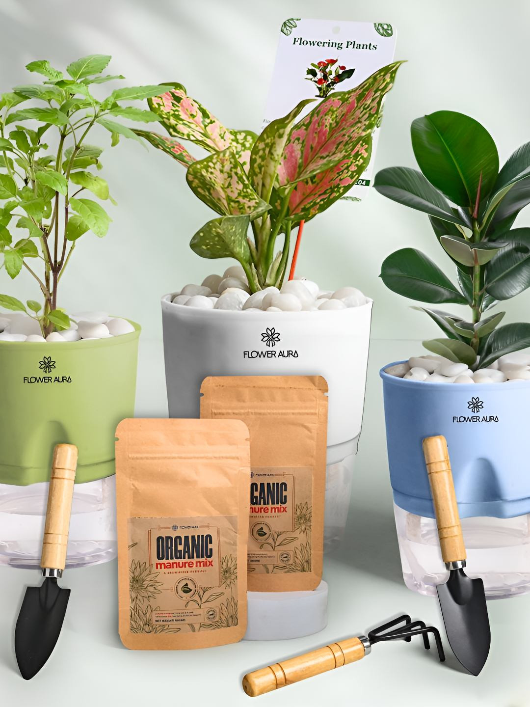 Floweraura 3Pc Indoor Tulsi Rubber & Pink Aglaonema Plants Self Watering Pots