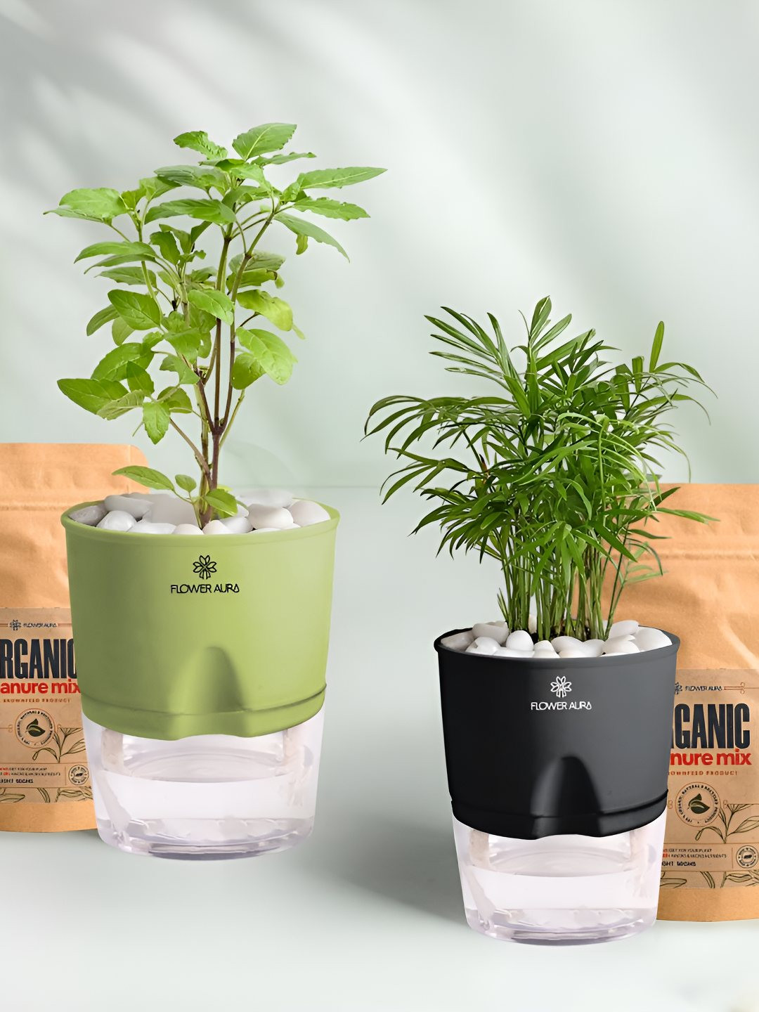 Floweraura 2 Pc Indoor Peace Tulsi & Bamboo Plam Plants Self Watering Pots With 2 Manure