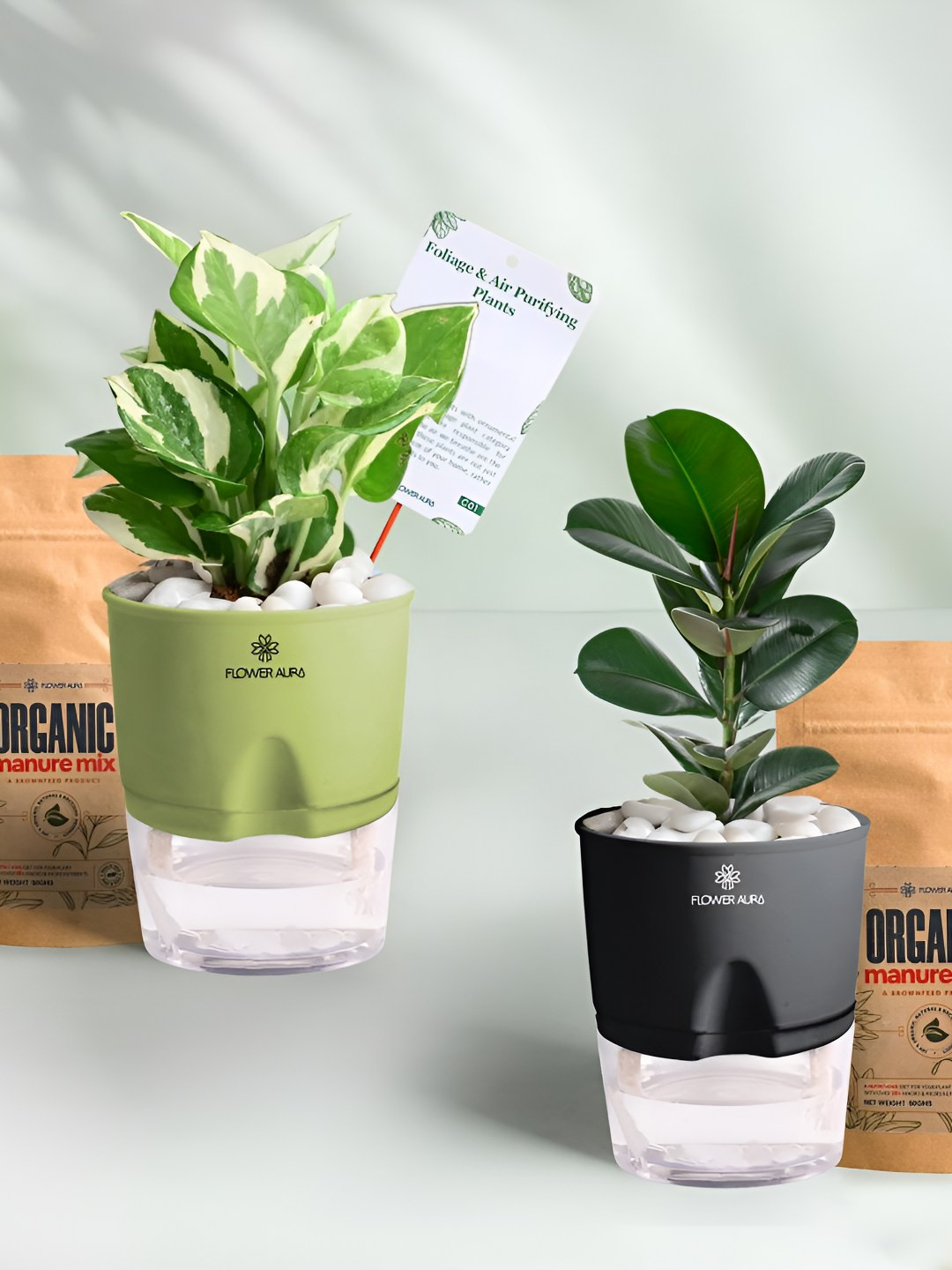 Floweraura 2Pc Indoor Pothos & Rubber Plants Self Watering Pots With 2 Manures