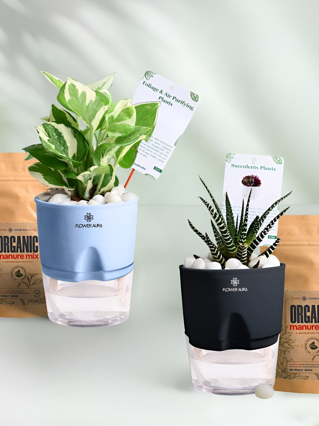 Floweraura 2Pc Indoor White Pothos & Haworthia Plants Self Watering Pots With 2 Manure