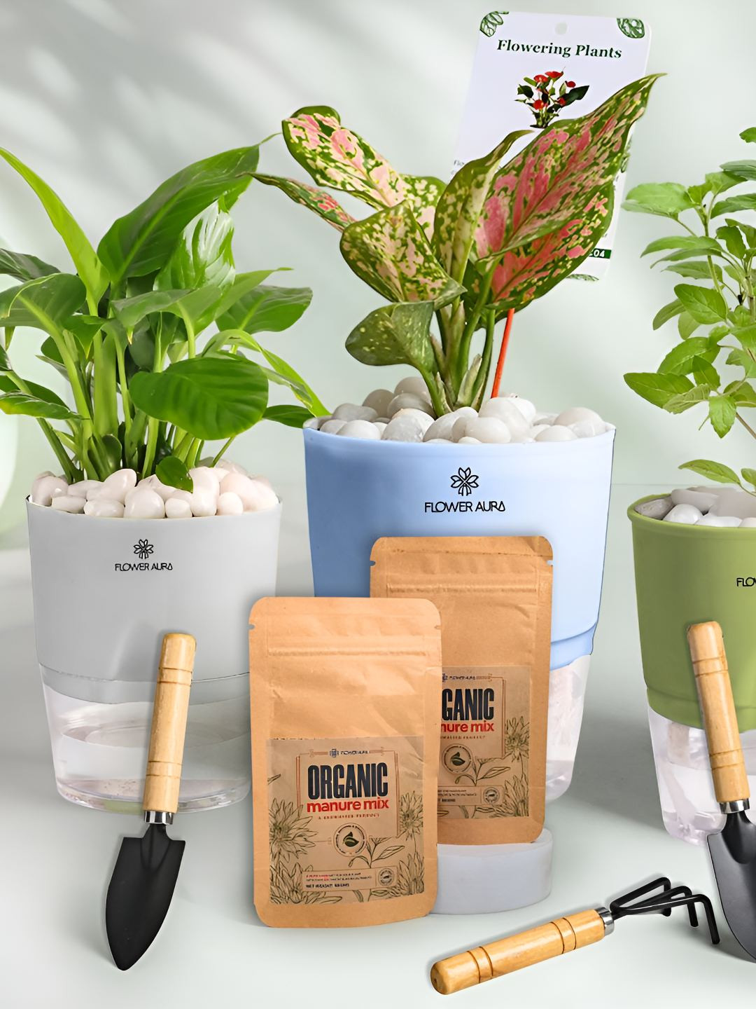 Floweraura 3Pc Indoor Pink Aglaonema Tulsi & Peace Lily Plants Self Watering Pots