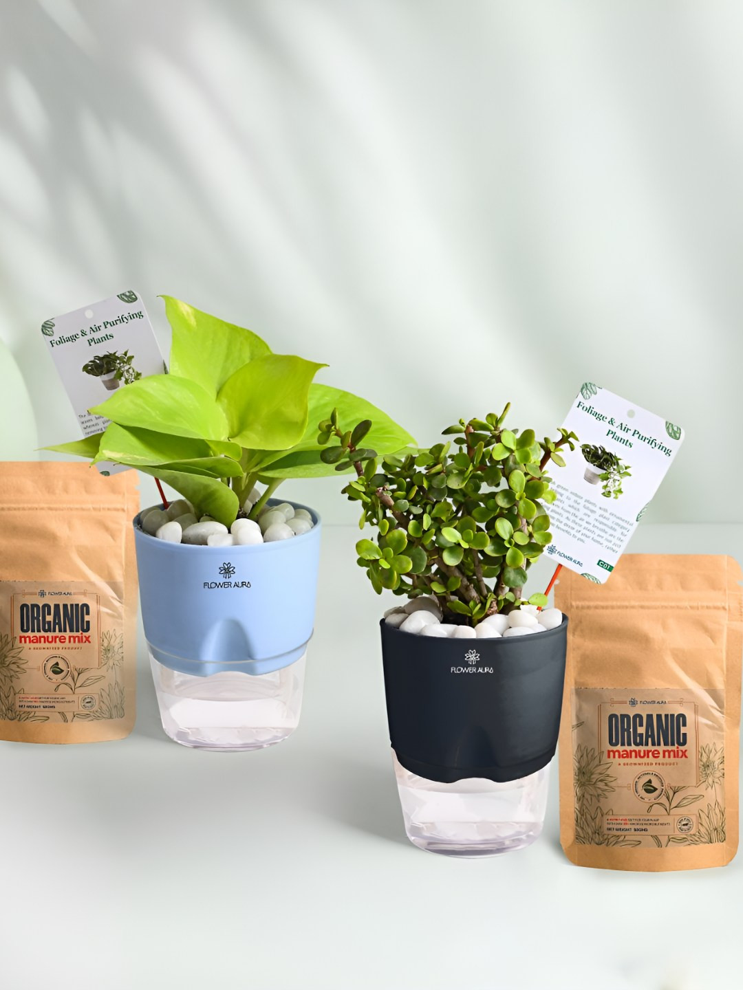 Floweraura 2 Pc Indoor Jade & Money Plants Self Watering Pots With 2 Manure