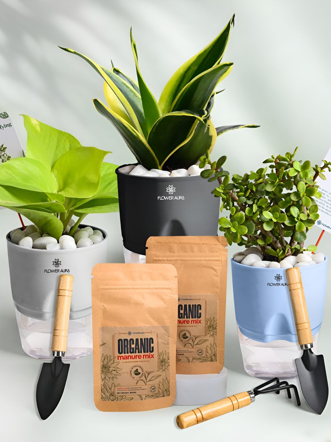 Floweraura 3Pc Indoor Jade Money & Sansevieria Plants Self Watering Pots