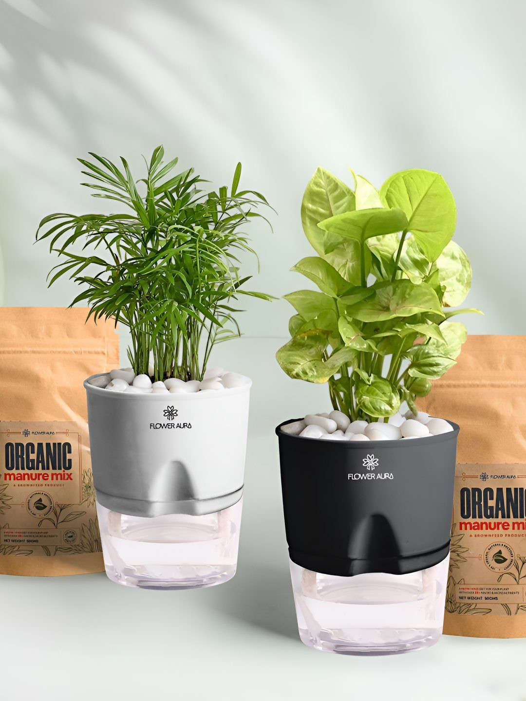 Floweraura 2Pc Indoor Spider & Syngonium Plants Self Watering Pots With 2 Manure