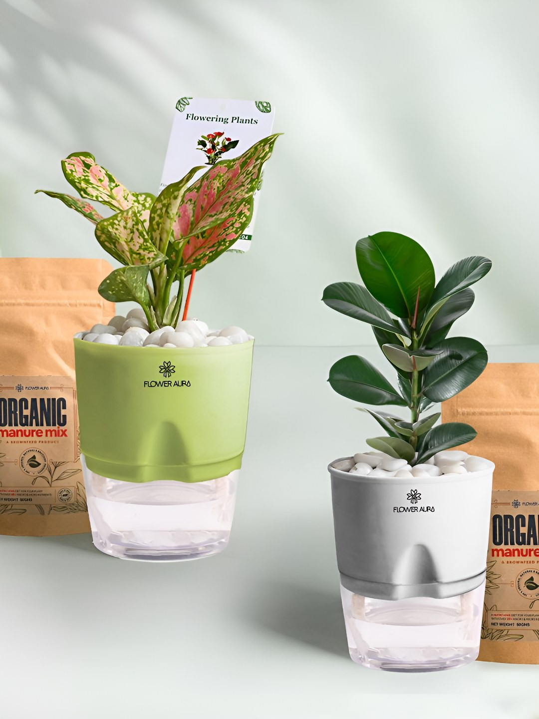 Floweraura 2Pc Indoor Pink Aglaonema & Rubber Plants Self Watering Pots With 2 Manure