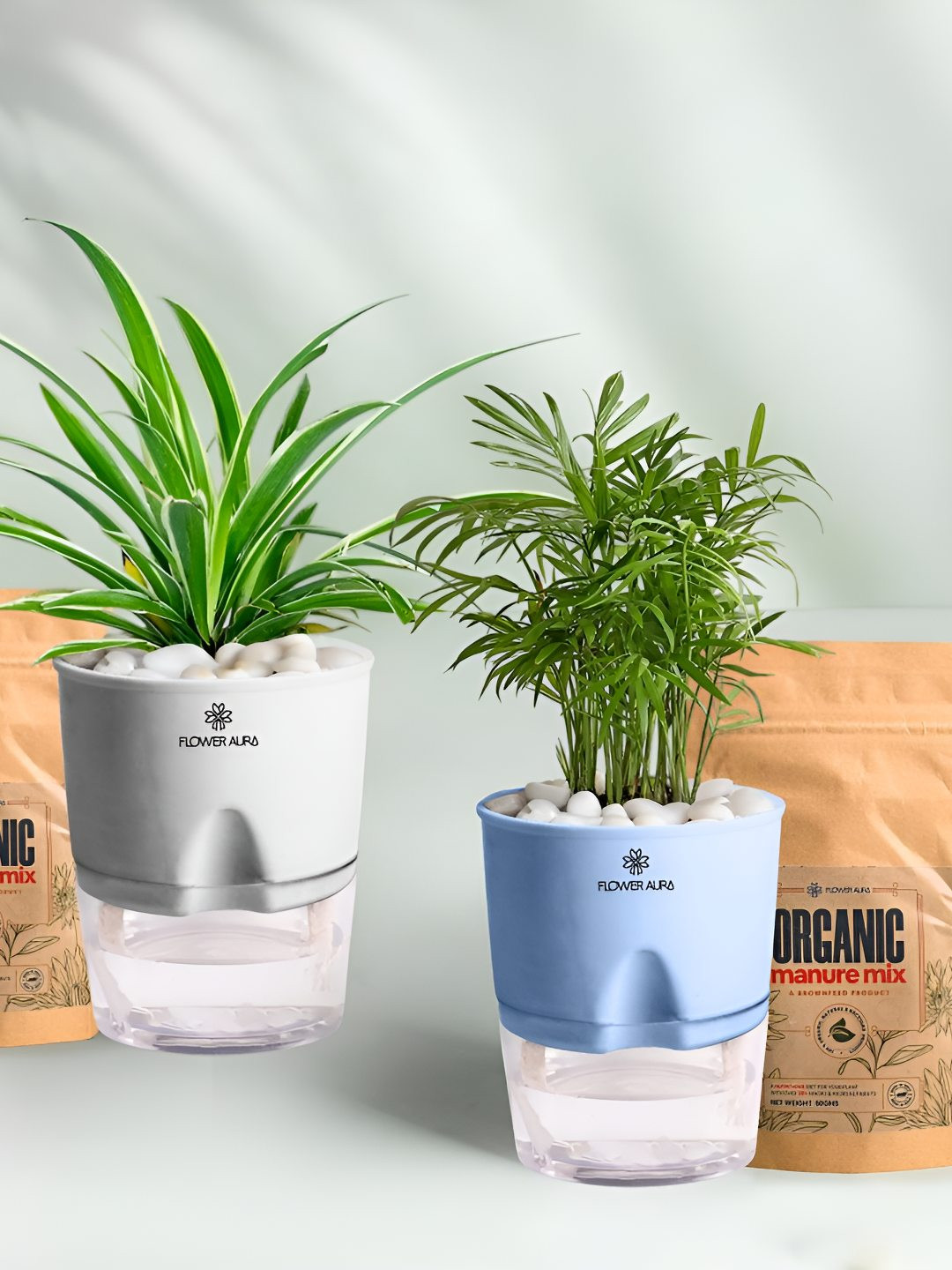 Floweraura 2-Pcs Indoor Spider & Bamboo Palm Plants In Self Watering Pots With 2 Manure