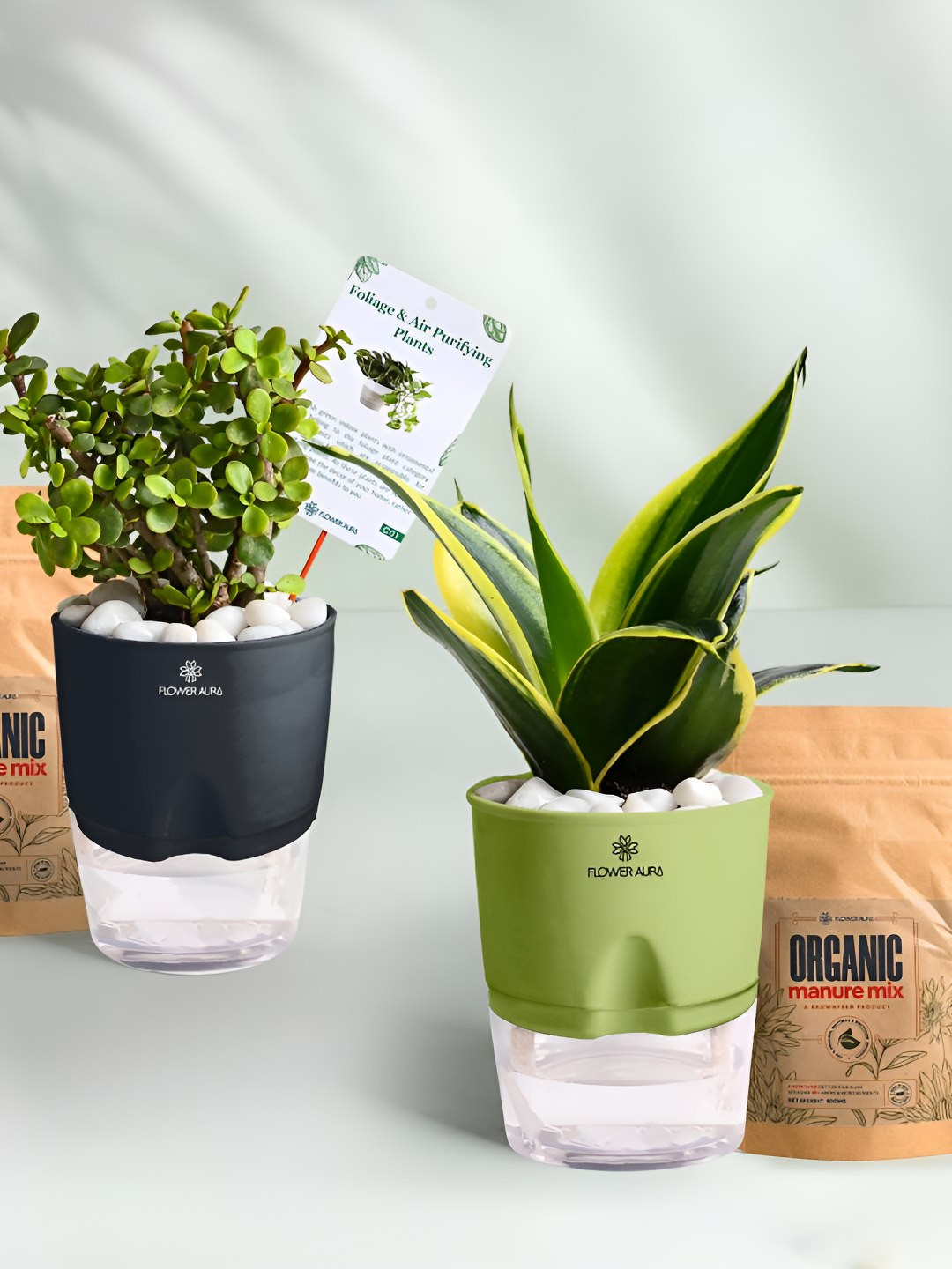 Floweraura 2Pc Indoor Jade & Sansevieria Plants Self Watering Pots With 2 Manure Packets