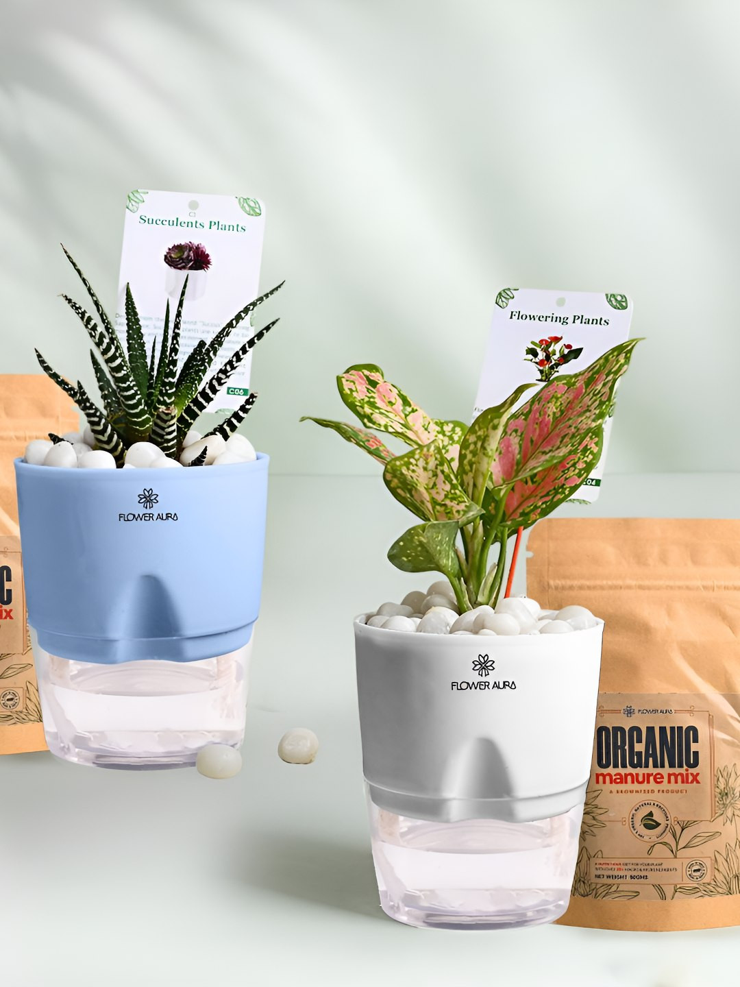Floweraura 2Pc Indoor Pink Aglaonema & Haworthia Plants Self Watering Pots With 2 Manure
