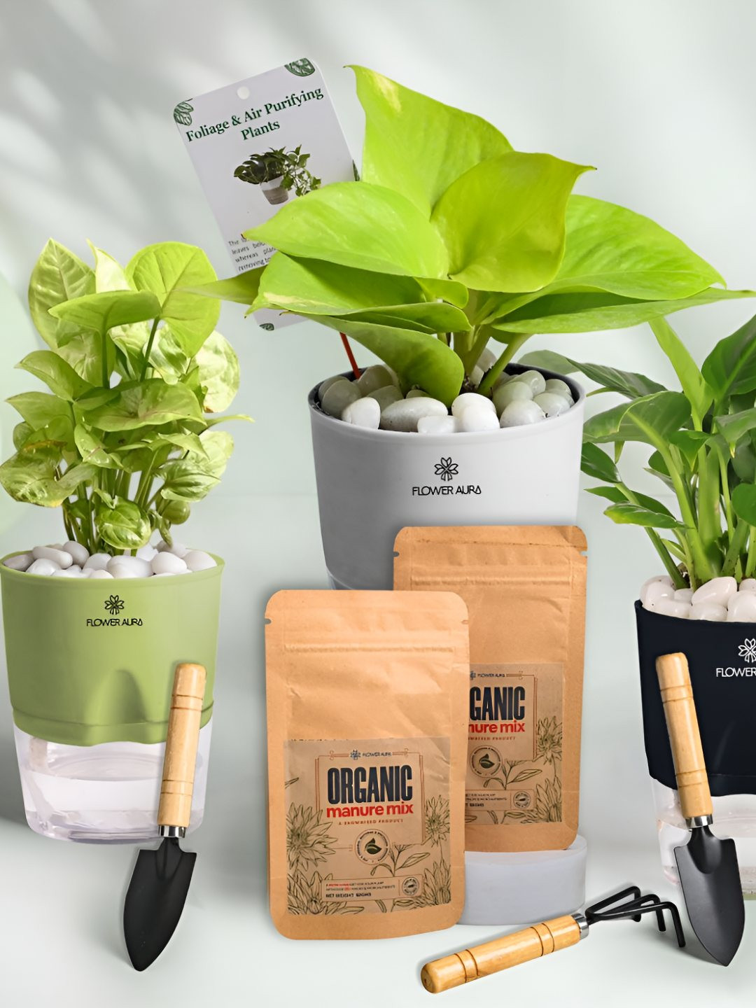 Floweraura 3Pc Indoor Syngonium Money & Peace Lily Plants With  Self Watering Pots