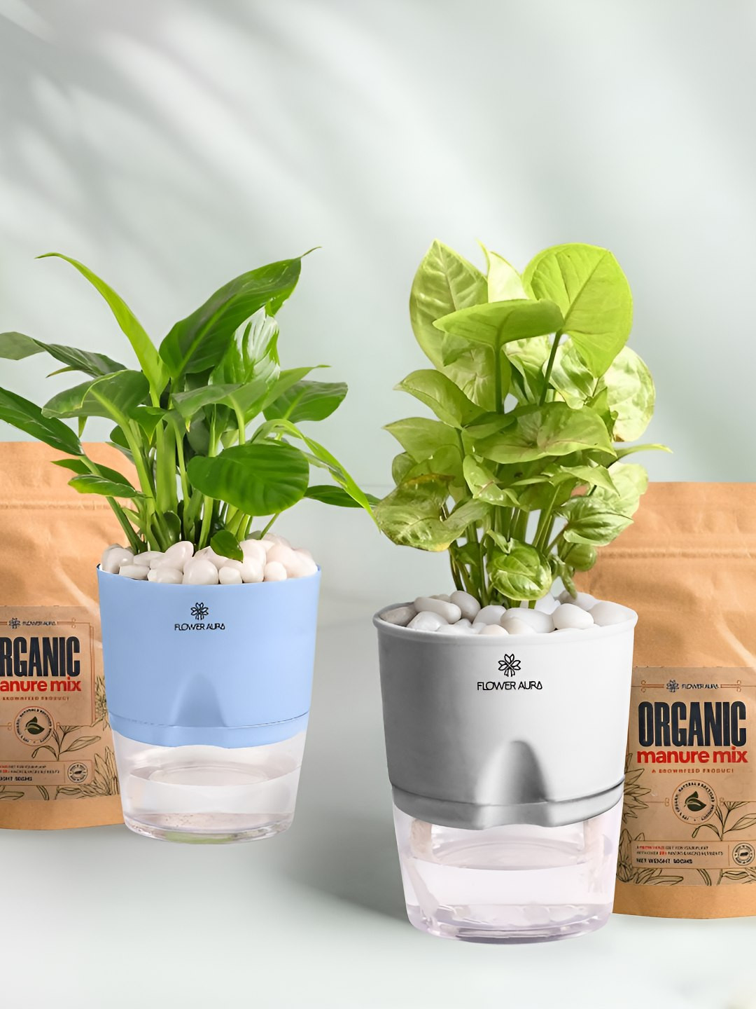 Floweraura 2Pc Indoor Peace Lily & Syngonium Plants Self Watering Pots With 2 Manure