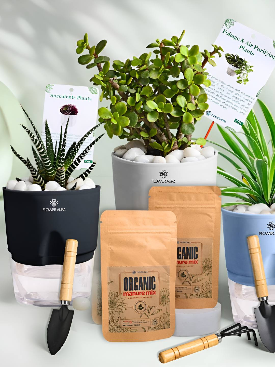 Floweraura 3-Pcs Black & White Jade, Spider & Haworthia Liver Plants