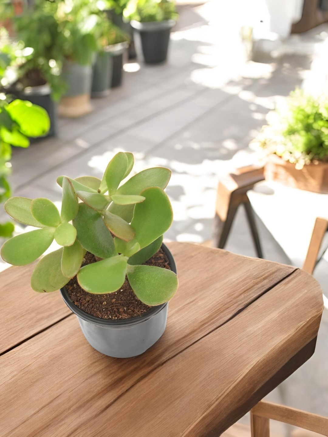 India Gardening Green Crassula Ovata Live Jade Plant