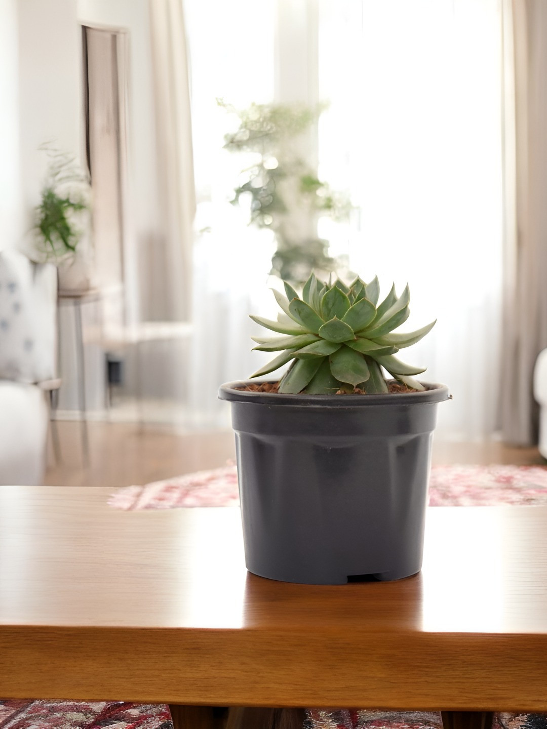 India Gardening Green Wheel Sempervivum Live Indoor Plant