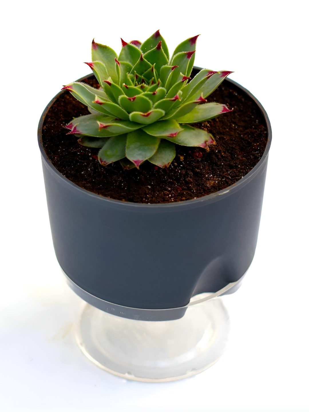 India Gardening Green Red Tip Succulent Plant Come With Self-watering Pot