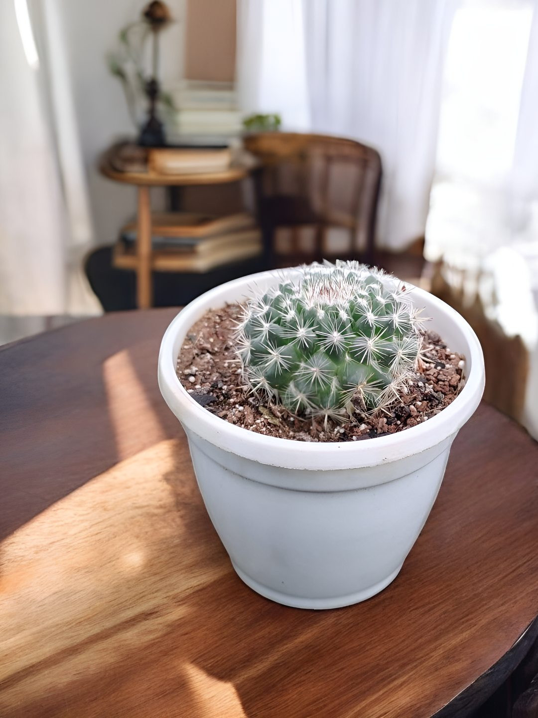 India Gardening Green Snow Ball Cactus Live Plant