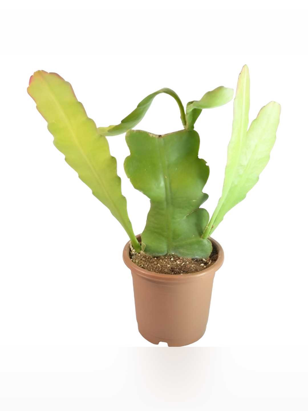 India Gardening Green Brahma Kamal Live Indoor Plant