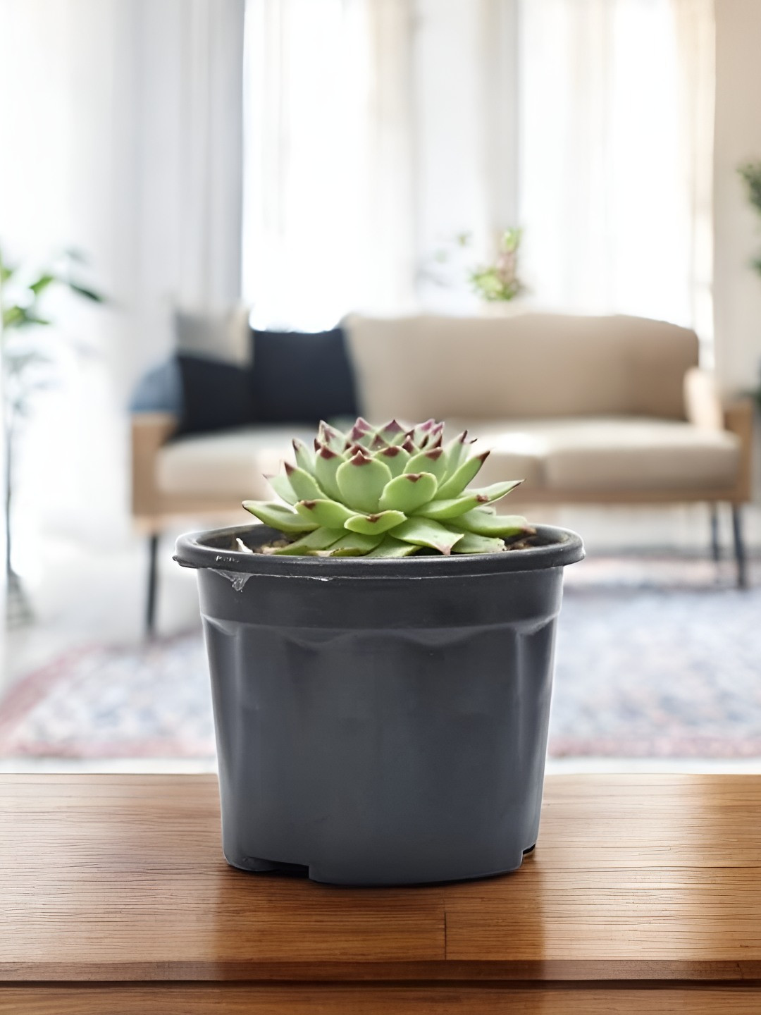 India Gardening Green Laxmi Kamal Red Tip Live Indoor Succulent Plant