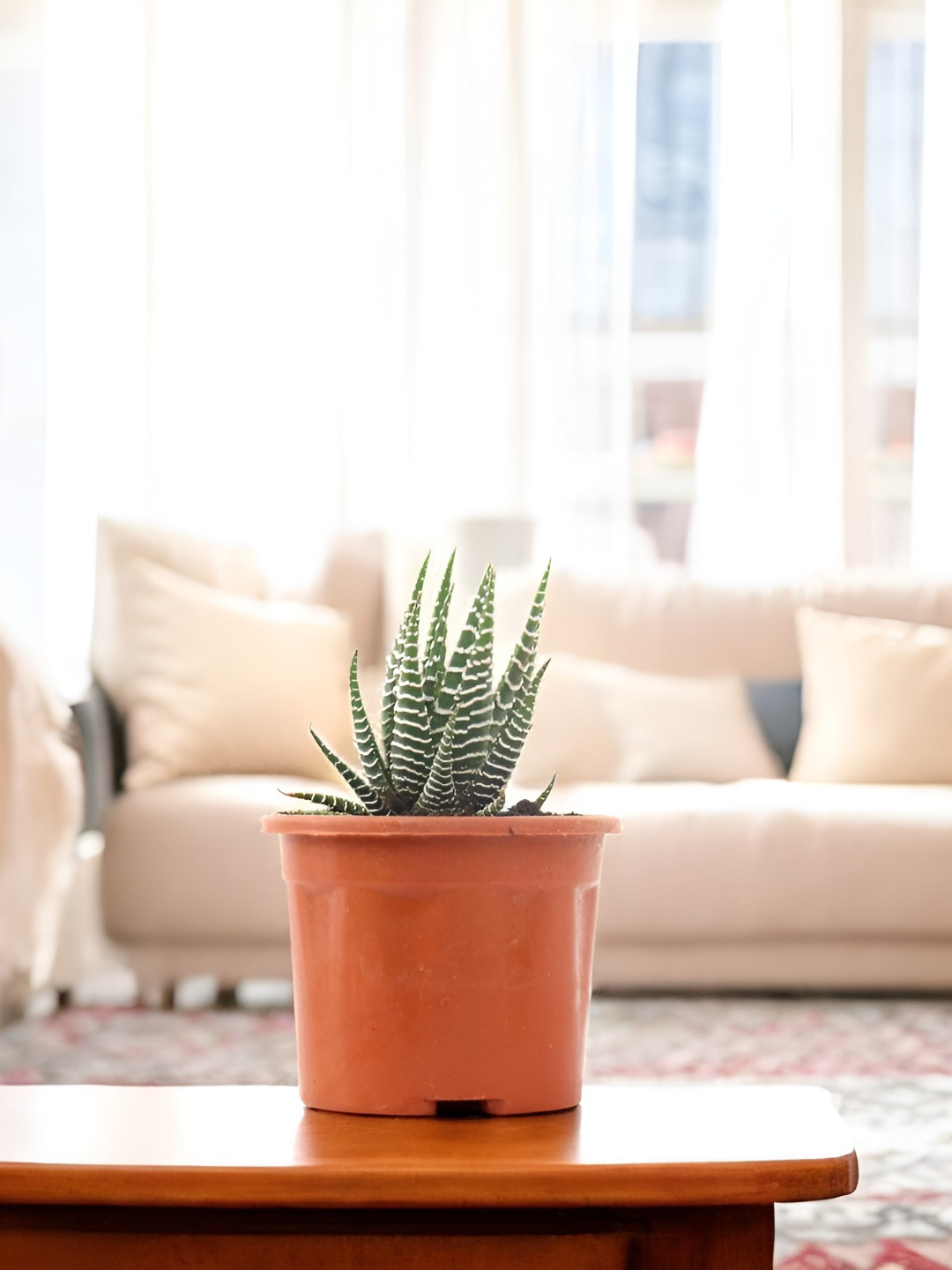 India Gardening Green Wheel Zebra Cactus Live Indoor Plant